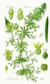 Amor de hortelão, molho de ervas frescas, Biológico PT Bio-05