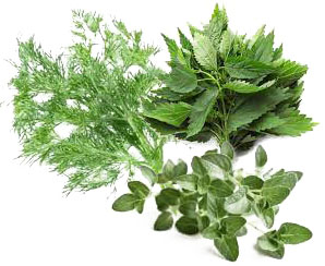 Tisana digestiva, depurativa e antioxidante (urtiga, oregãos e erva doce), Biológica PT Bio-05