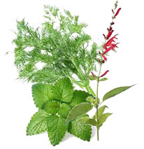 Tisana calmante, anti-inflamatória e expectorante (erva doce, cidreira e sálvia), Biológica PT Bio-05 (Cópia)